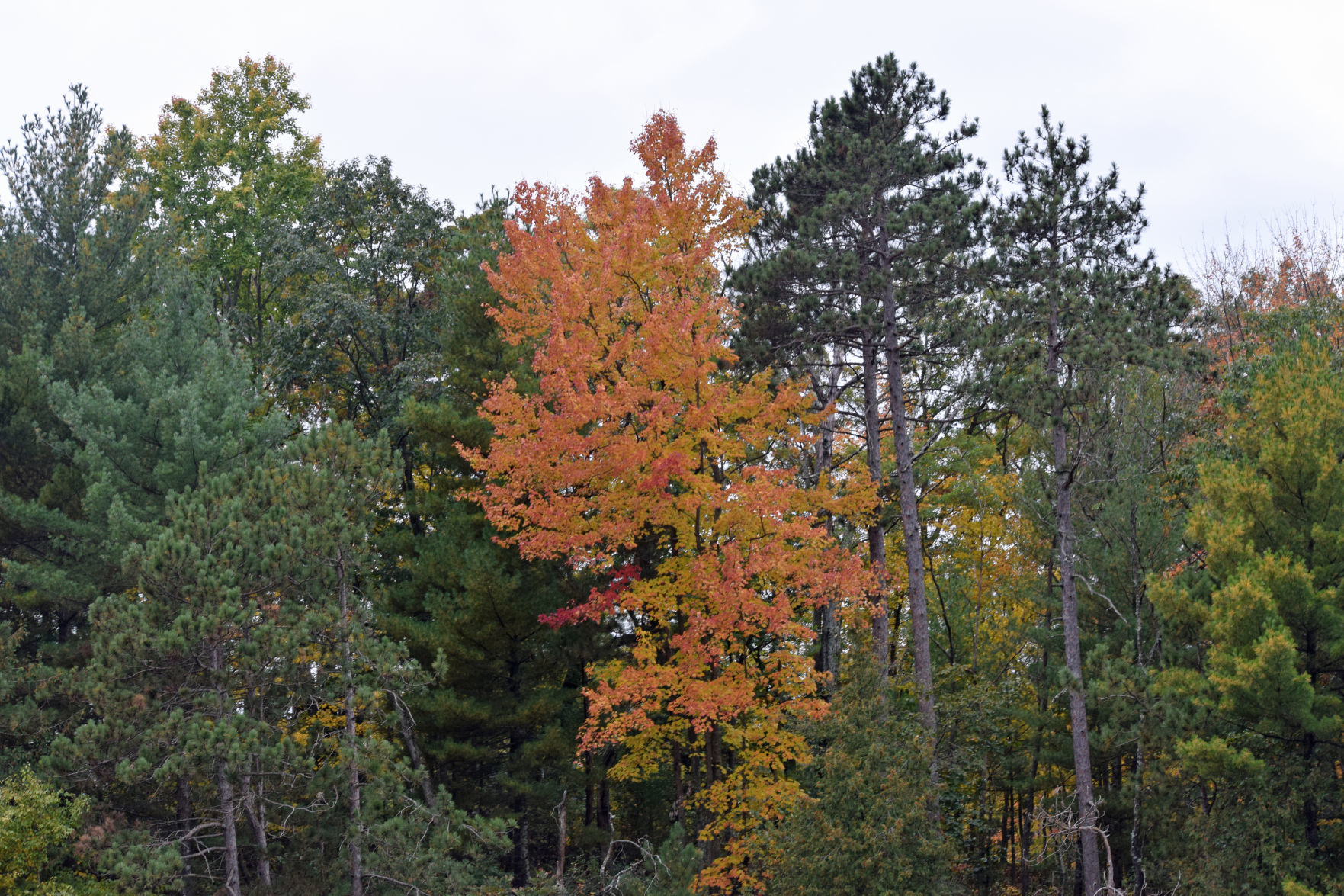 Fall 4
